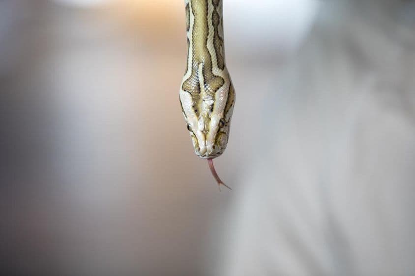 Portrait en gros plan d'un jeune python Birman à motifs jaunes.