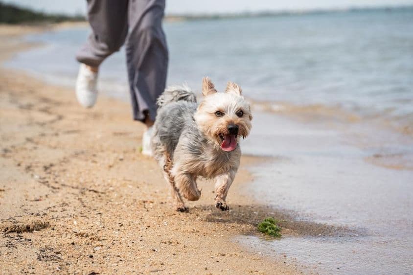 Une personne promenant un chien sur la plage.