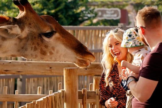 Famille profitant de donner à manger aux girafes au Parc Safari de Dubaï.