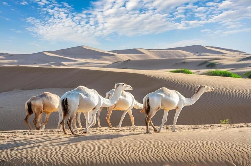 Un groupe de chameaux marchant dans le désert de Liwa, Abu Dhabi.