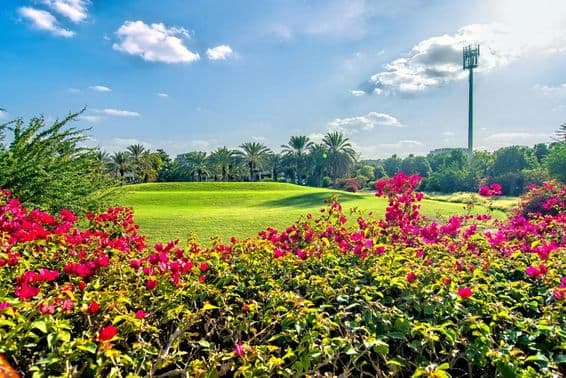 Belle matinée avec des fleurs et un parcours de golf à Dubaï.