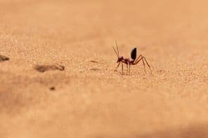 Fourmi du désert saharien courant sur des dunes de sable à Ras al Khaimah.