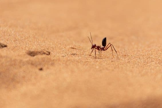 Fourmi du désert saharien courant sur des dunes de sable à Ras al Khaimah.