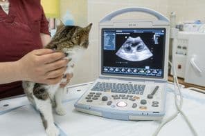 Un chaton assis devant une machine à ultrasons dans une clinique vétérinaire moderne.