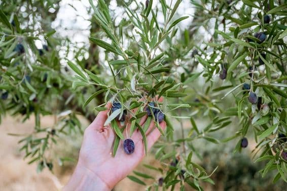 Une main tenant une olive bleue sur un olivier.