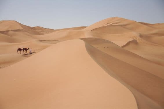 Chameaux dans le désert à Dubaï.
