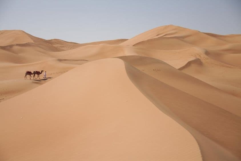 Chameaux dans le désert à Dubaï.