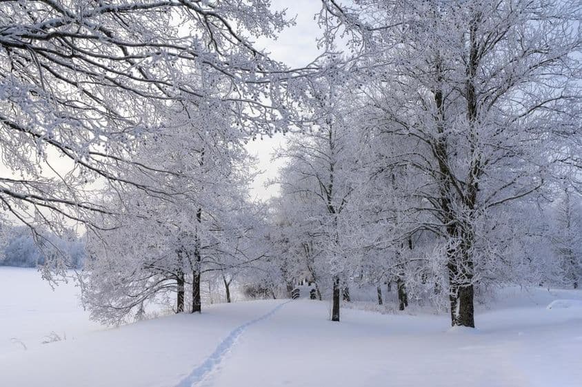 Jour enneigé, arbres gelés et chemin à travers la forêt