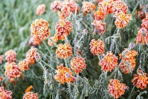 Givre blanc couvrant un souci orange vif.