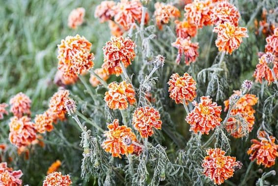 Givre blanc couvrant un souci orange vif.