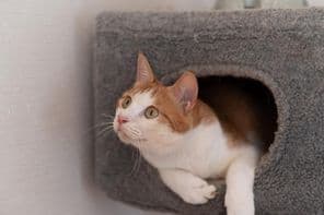 Chat se reposant sur un arbre à chat.