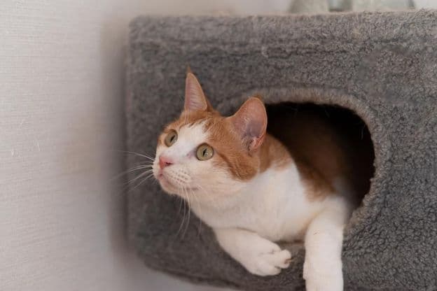 Chat se reposant sur un arbre à chat.