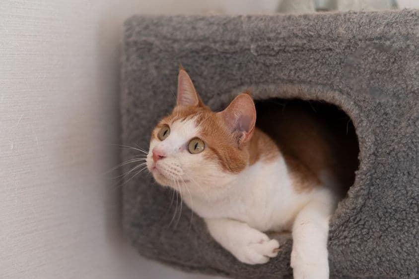 Chat se reposant sur un arbre à chat.