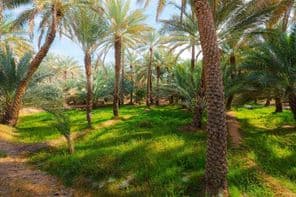 Palmiers-dattiers dans l'oasis culturelle et jardin botanique d'Al Ain.