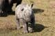 Un rhinocéros blanc nouveau-né