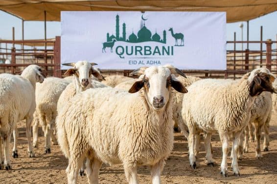 Préparatifs de Qurbani à Dubaï