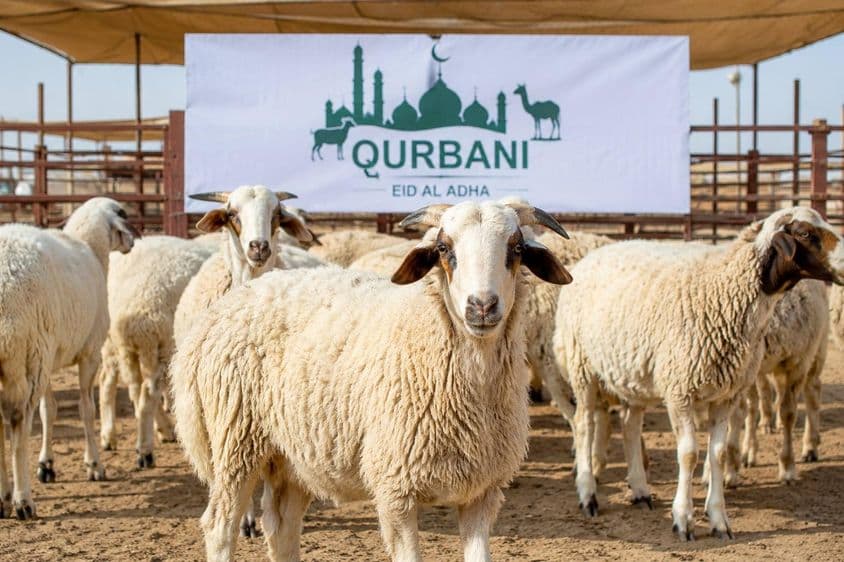 Préparatifs de Qurbani à Dubaï