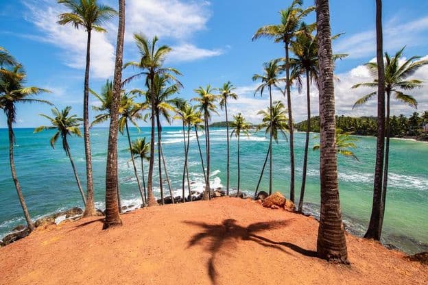 Les palmiers de Mirissa, Sri Lanka